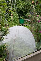 Protecting lettuce against birds and rabbits. Salterns Cottage, a private garden on the Isle of Wight. 