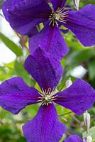 Clematis. Salterns Cottage, a private garden on the Isle of Wight. 