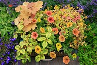 Colour themed planting in yellow and caramel in a recycled wicker basket lined with an old cotton shirt. Heuchera 'Caramel', Petunia Cascadia 'Indian Summer', Lysimachia 'Outback Sunset' and Oxalis 'Sunset Velvet'. June. West Midlands