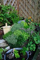 Planting up popular herbs and salad vegetables in raised beds and recycled containers in a small kitchen garden, West Midlands, June