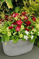 Tobacco plants, Nicotiana 'Cuba Mixed' growing in a lightweight container made in the pattern of a loaf tin and set up on a table. Half hardy annual. June. West Midlands