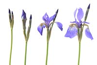 Iris 'Blue King' - Siberian syn Iris sibirica 'Blue King',  May
