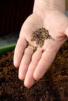 Sowing Moluccella laevis seeds into a seed tray. Bells of Ireland