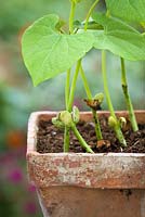 Young borlotti bean growing in a terracotta pot