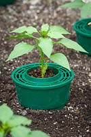 Chillies planted in ring culture pot