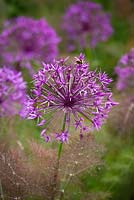 Bee on Allium 'Purple Rain' with Foeniculum vulgare 'Purpureum'. Bronze fennel