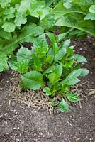 Wool pellets used to protect emerging dahlia shoots from damage by slugs and snails