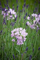 Allium unifolium AGM - American onion with Lavandula angustifolia 'Munstead'. English lavender