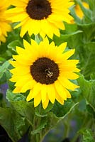 Helianthus annuus 'Micro-Sun' - Dwarf sunflower