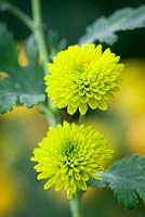 Chrysanthemum 'Donna Green'