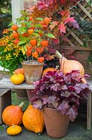 Autumnal display featuring Physalis 'Chinese Lampion', Gourds, Heuchera and Helenium