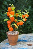 Physalis 'Chinese Lampion' in terracotta pot