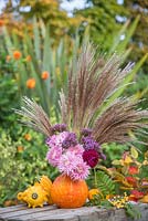 A pumpkin used as a vase for holding Chrysanthemums, Dahlia, Verbena bonariensis and Miscanthus sinensis 'Zebrinus'