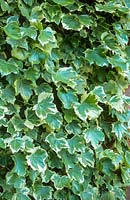 Hedera helix 'Harald', close up of leaves. Plant Heritage National collection, National Trust - Erddig Hall