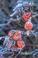 Rosa rubiginosa, syn. Rosa eglanteria hips covered with frost, December