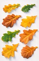 Quercus robur, autumn leaves on white background in November