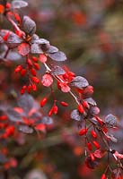 Berberis thunbergii f. atropurpurea. Close up of red berries and autumnal foliage