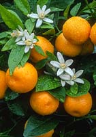Citrus microcarpa - calamondin. Close up of flowers and fruits.