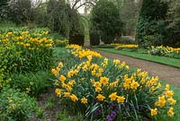 Narcissus 'Carlton' and other narcissus with Fritillaria imperialis in borders spring.
