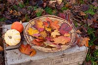 Collection of autumn leaves in wicker bowl displayed in garden on box