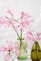 Cut nerines displayed in glass containers