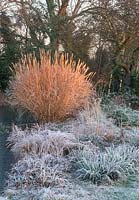 Miscanthus sinensis 'Variegatus' beside pond in December with frost
