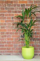 Howea forsteriana in a lime green pot next to brick wall 