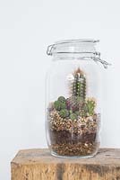 A glass jar Terrarium planted with a variety of Cacti