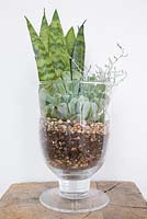 Sansevieria trifasciata, Echeveria and Calocephalus in a glass jar Terrarium