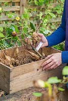 Store the Dahlia tubers in an empty wooden crate upside down. Storing Dahlia tubers. 
