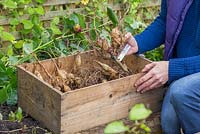 Store the Dahlia tubers in an empty wooden crate upside down. Storing Dahlia tubers. 