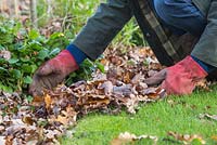 Removing fallen autumnal leaves from a garden border
