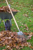 A pile of raked autumnal leaves with a rake leant against a wheelbarrow full of leaves