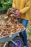 Woman filling a wheelbarrow with fallen autumnal leaves