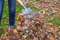 Using two garden rakes to form a claw for scooping up fallen autumnal leaves