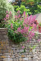 Centranthus ruber growing in a dry stone wall. Red valerian