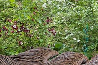 Breast Cancer Haven Garden. Woven willow sculpture with background planting of Aquilegia vulgaris 'William Guiness'. Designer: Sarah Eberle supported by Tom Hare. Sponsor: Nelsons