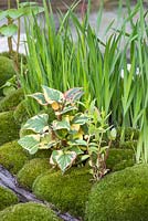 Edo no Niwa. Leucobryum juniperoideum with Variegated Ivy and a wall of Iris foliage. Designer - Kazuyuki Ishihara. Sponsor - Cat's Co Ltd