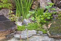 Edo no Niwa. Traditional Japanese planting in aquatic section, featuring Variegated Ivy and Equisetum japonicum. Designer - Kazuyuki Ishihara. Sponsor - Cat's Co Ltd