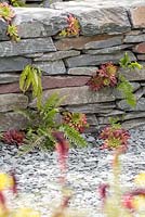 The Great Chelsea Garden Challenge Garden. Ferns and Succulents planted in a dry stone wall and slate bed. Designer - Sean Murray. Sponsor - Royal Horticultural Society