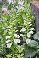 The Evaders Garden. Digitalis purpurea f. albiflora. Designer - John Everiss. Sponsor - Chorley Council