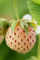 Fragaria x ananassa pineberry - White strawberry.  The fully ripe fruit has a pale pink colouration,  June