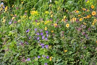 Combination of Geranium sylvaticum 'Mayflower', Geum 'Marmalade' and Geranium phaeum var. phaeum 'Samobor'. The Homebase Garden Urban Retreat. RHS Chelsea Flower Show, 2015