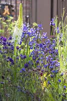 Anchusa azurea 'Loddon Royalist' with Aquilegia vulgaris var. stellata 'Blue Barlow' and Eremurus himalaicus. The Living Legacy Garden. RHS Chelsea Flower Show 2015.