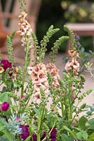 Verbascum 'Cotswold Beauty' with Rosa 'Chianti'. The M and G Garden. RHS Chelsea Flower Show, 2015.