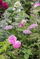 Centranthus album with Chaerophyllum hirsutum 'Roseum' and Rosa 'Comte de Chambord'. The M and G Garden. RHS Chelsea Flower Show, 2015. 