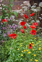 Wildflower border featuring Papaver rhoeas, Ranunculus acris, Anthriscus sylvestris and Lychnis flos-cuculi. The Old Forge. RHS Chelsea Flower Show, 2015