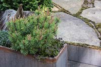 Front border featuring Dwarf Mountain Pine underplanted with Trifolium repens 'Atropurpureum'. The Sculptor's Picnic Garden. RHS Chelsea Flower Show, 2015.
