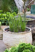 Calamagrostis x acutiflora 'Karl Foerster' planted in a boggy container. The Sculptor's Picnic Garden. 