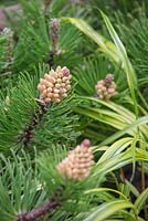 Unripe cones of Dwarf Mountain Pine with Hakonechloa macra 'Alboaurea'. The Sculptor's Picnic Garden. RHS Chelsea Flower Show, 2015.